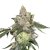 Girl Scout Cookies feminizovaná semena 3 ks Seedstockers