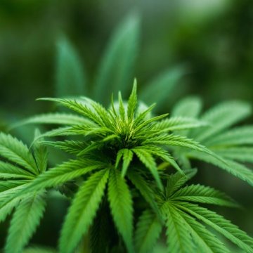 Medizinisches Cannabis und Asthma: Können Marihuana und Cannabinoide gegen Hustenanfälle helfen?