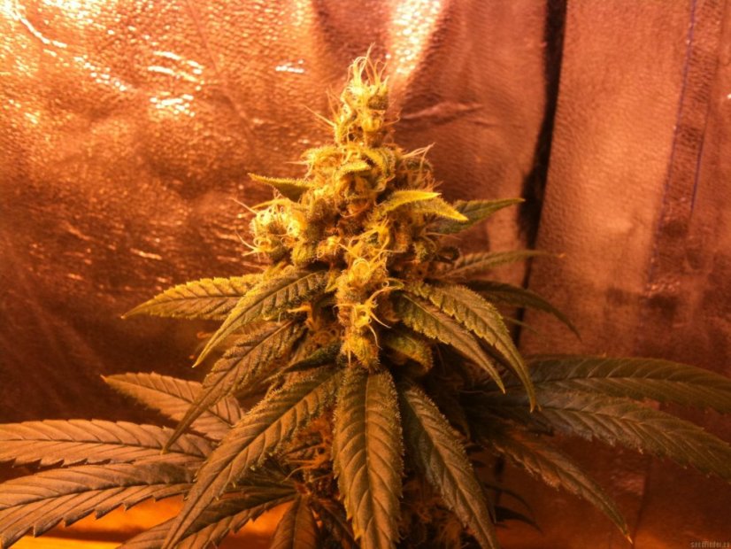 Skunk Kush - 10 ks feminizovaná semínka Sensi Seeds