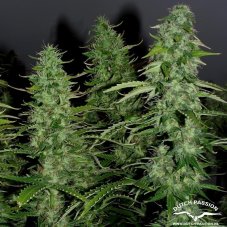 AutoWhite Widow® - autoflowering Seeds 7 pcs Dutch Passion