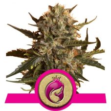 Royal Madre - feminizowane nasiona 5ks Royal Queen Seeds