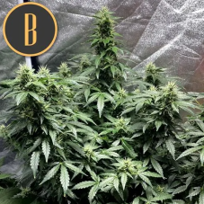 BlimBurn Seeds Sweety Auto automaticky kvetoucí semena