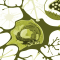 Introduction to the Endocannabinoid System