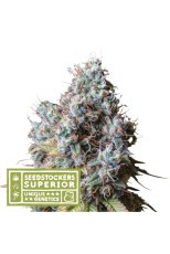 Rucu Cucu OG - feminized cannabis seeds 5 pcs, Seedstockers Superior
