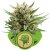 Sweet Skunk Automatic - feminizirano i autocvjetajuće sjeme 3 kom Royal Queen sjeme