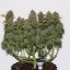 Glue Auto (formerly Gorilla Glue Auto) - Fast Buds 10pcs
