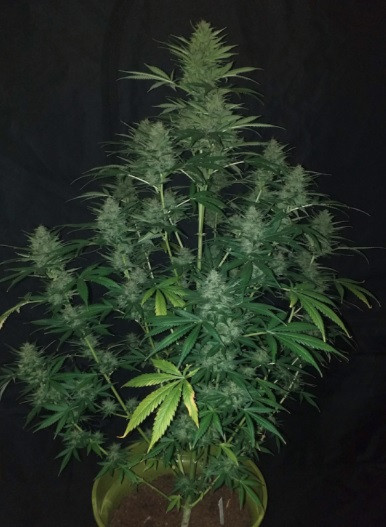 Sticky Fingers Auto - autoflowering semena konopí 3 ks, Seedstockers