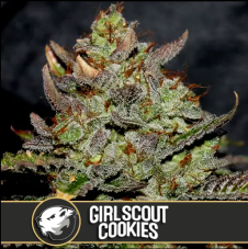 Blimburn Seeds Girl Scout Cookies feminisierte Samen