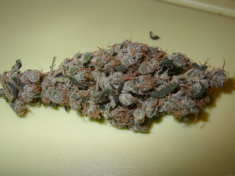 Jack 47 - Feminized Seeds 3 Sweet Seeds