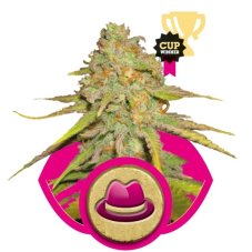 O.G. Kush - feminizovaná semínka 10ks Royal Queen Seeds