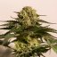 CBD Critical Cure - feminizovaná semínka 3 ks Barney´s Farm