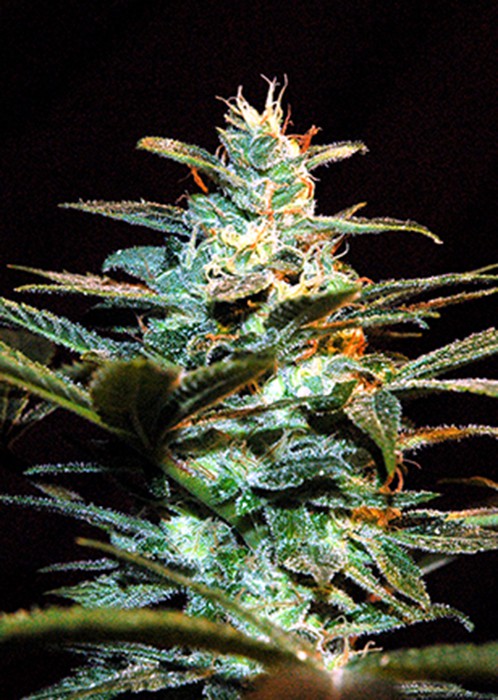 Ice Cool - Nasiona feminizowane 3 szt. Sweet Seeds
