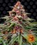 Runtz Auto - autoflowering marijuana seeds 10 pcs Barney´s Farm