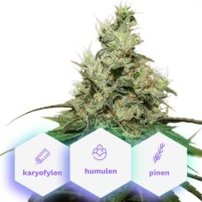 Origin CBG - Pack 3 Graines Autofloraison Premium Cannapio