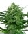 Sensi Amnesia - feminizované semienka konope 10 ks, Sensi Seeds