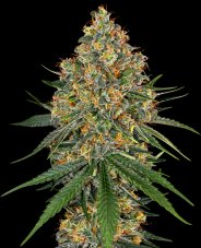 White Cheese - Feminizovaná semena konopí 5 ks, Sensi Seeds