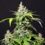 DC Cure 1:1 - autoflowering seeds 5 pcs, Doctor's Choice
