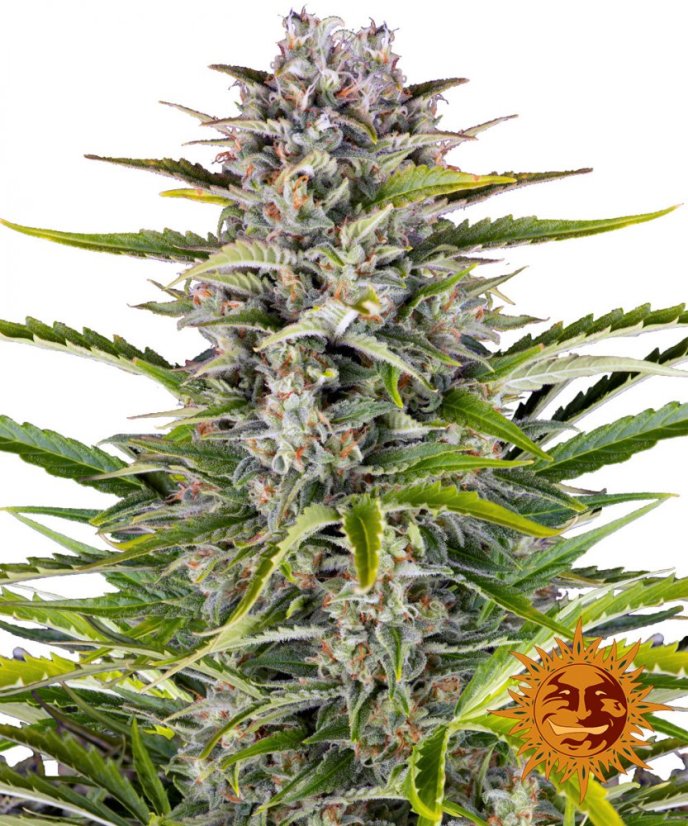 Gorilla Zkittlez Auto - samonakvétací semena 10 ks Barney´s Farm