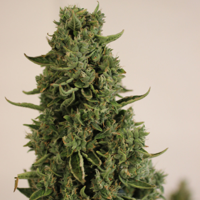 Doctor's Choice -  Doctor's Choice n.1 autoflowering semena 3ks