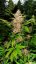 Red Poison Auto - feminized And autoflowering seeds 5 pcs Sweet Seeds