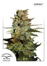 AutoBlueberry - feminized And autoflowering seeds 7 pcs Dutch Passion