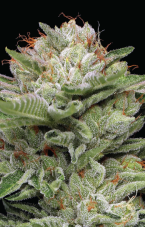 Humboldt Seed Company Durban Poison Auto samonakvétací feminizovaná semena