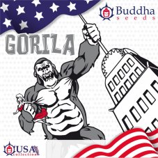 Buddha Seeds Gorilla feminizované semená