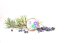 CBD Blueberry (1:16) - feminized seeds 3 pcs Cannapio