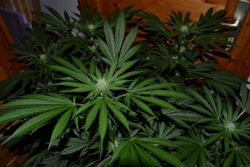 Night Queen  – feminizovaná semínka 5 ks Dutch Passion