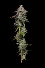 Paradise Seeds x Compound Genetics Double Stack - nasiona feminizowane 10 szt.