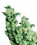 Jack Herer - semená 5 ks feminizovaných semien Sensi Seeds