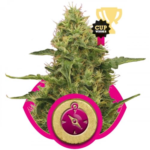 Northern Light - 10 feminizowanych nasion Royal Queen Seeds