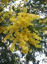 Akácie Acacia dealbata, 20 semen