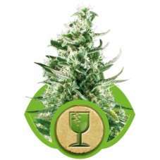 Royal Critical Automatic - feminized And autoflowering seeds 5 pcs Royal Queen Seeds