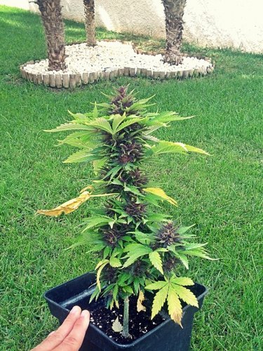 Purple Kush - Autoflower Marijuana Seeds Buddha