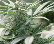 Emerald Triangle Morning Star CBD feminizovaná semena
