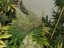 Mr Nice G13 x Hash Plant 10 ks štandardizované feminizované semená Sensi Seeds