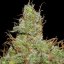 Jack Herer - feminized seeds 3 pcs Seedsman