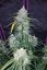 Pineapple Express Auto - autoflowering Marihuana Samen 5 Stück Fast Buds