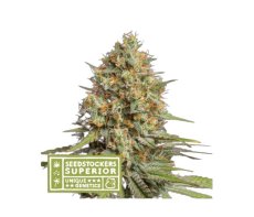 Triton Biscotto Lime Auto - autoflower semena konopí 5 ks, Seestockers