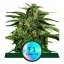 Apollo F1 - autoflowering marijuana seeds 10pcs, Royal Queen Seeds