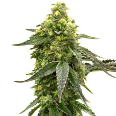 BlimBurn Seeds Taangie by Nikki Swami feminizované semená