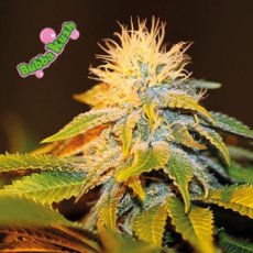 Bubba Kush - feminizovaná semínka 5 ks Seedsman