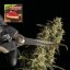 Strawberry Cheesecake Auto - samonakvétací semena marihuany, 3ks Seedsman