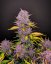 Purple Lemonade Auto - samonakvétací semena marihuany 10 ks Fast Buds