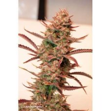 Auto Banana Blaze® - autoflowering seeds 7 pcs Dutch Passion