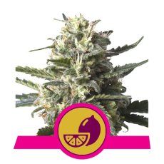 Lemon Shining Silver Haze - feminizovaná semienka 3ks Royal Queen Seeds