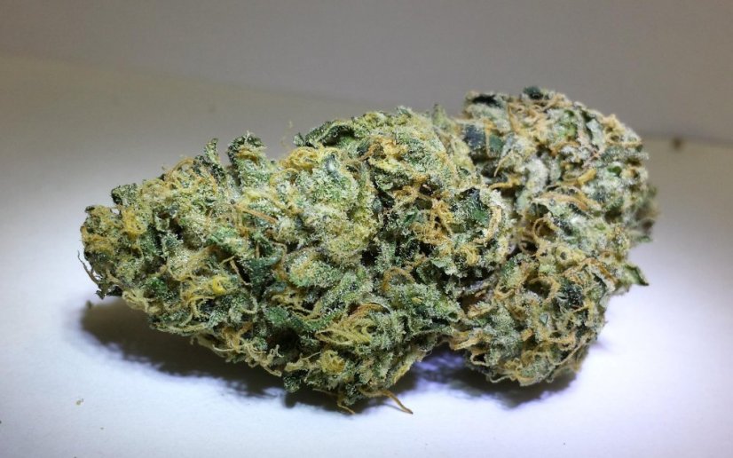 Lost Coast OG - feminizovaná semienka 3ks Humboldt