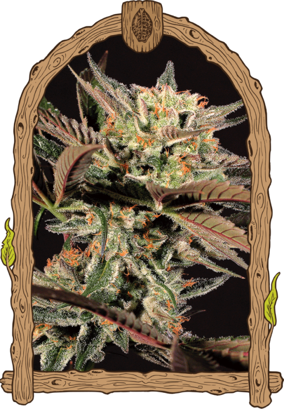 Amnesia Nr. 7 - feminizovaná semena, 10 ks, Exotic Seed