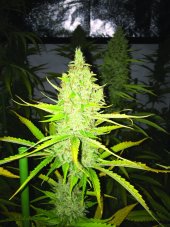 T.H. Seeds Chicle feminizované semená, žuvačkový profil